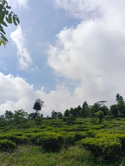 The image depicts an extensive tea plantation landscape under a partly cloudy sky in Nanlao, China. The foreground consists of green groundcover interspersed with small, scattered purple flowers. The midground and lower background feature continuous, contoured rows of vibrant green tea bushes covering gentle, rolling hills. A line of taller trees crests the uppermost visible hillside, including a prominent, solitary dark-foliaged tree positioned near the center. The upper portion of the frame is dominated by a blue sky with numerous large, white cumulus clouds. A few blurred green leaves are partially visible in the top left corner. No individuals, man-made structures, or specific actions are present in the scene.