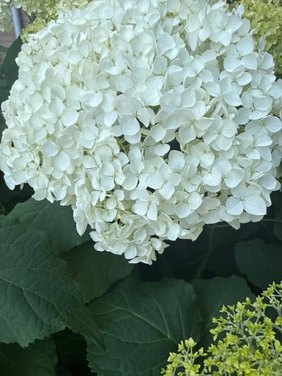 A close-up, eye-level shot features a large, spherical cluster of white hydrangea flowers. The petals are delicate and layered, with some appearing to be in full bloom and others slightly unfurling. The surrounding foliage is a deep, rich green, with large, textured leaves providing a dark contrast to the bright white blossoms. In the lower right corner, a smaller cluster of pale green buds hints at new growth or a different stage of development. The lighting is soft, suggesting an overcast day or a shaded area, and there are no people or discernible man-made structures in the frame. The scene is likely in a garden or natural setting within Amstelveen, Netherlands, given the typical flora for the region.