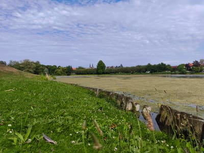 This is a medium-wide shot of a pond with heavy algae growth, bordered by a grassy embankment on the left and a wooden retaining wall on the right. The pond is filled with a thick layer of green algae, obscuring much of the water's surface. The grassy embankment is lush and green, with scattered small white flowers and clover. A few blades of grass and a feather are in the foreground. In the background, a line of trees separates the pond from a residential area with buildings, including what appears to be a church with two spires. The sky is partly cloudy, with white, puffy clouds scattered across a pale blue expanse. The location is the Uchtenhagen Pond in Stendal, Germany.