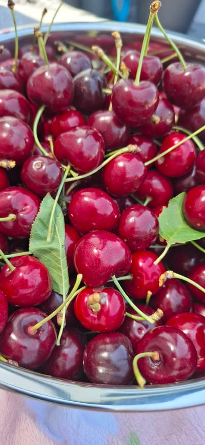 A close-up, overhead shot shows a bowl filled with fresh cherries. The cherries are a deep red color, with some lighter red variations and a glossy sheen. Several have green stems attached, and one or two have green leaves. The bowl itself appears to be made of metal with a polished, reflective surface. The background is out of focus, showing hints of a light-colored surface, possibly a table cloth, and a blurry blue object. This scene is likely located in Nörvenich, Germany, given the context provided, and depicts a fresh harvest or display of fruit. There are no people visible in the image.