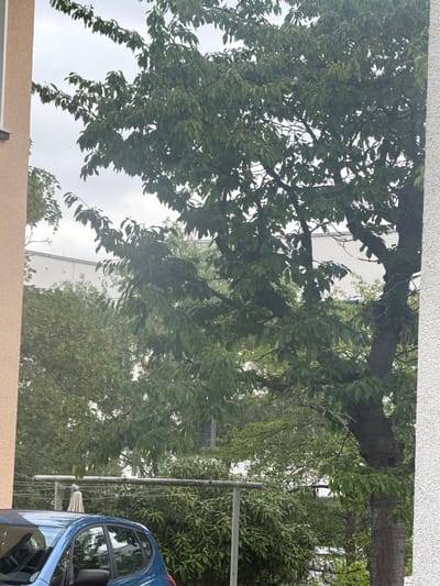 The image depicts an outdoor scene, likely in Saalfeld/Saale, Germany, characterized by lush greenery and overcast skies. A prominent tree with dark bark and abundant green leaves dominates the right side of the frame. To the left, a light beige building with a textured facade is partially visible. In the background, a white building with multiple square windows can be seen. A clothesline with a white cover is strung across the middle of the image. In the lower left corner, the rear portion of a blue car is visible. The overall impression is one of a residential area with a natural element.