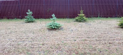 The image shows a dry, mowed lawn with a brown, corrugated metal fence in the background. There are four small evergreen trees planted in the lawn. The trees appear to be young and are of varying sizes. The lawn is predominantly brown and dry, with some sparse green grass visible. The fence is a uniform dark brown color. The scene depicts a backyard or a similar outdoor space. This image was taken in Kirsanov, Russia.
