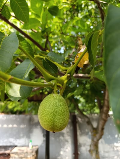 The image shows a close-up view of a young walnut hanging from a branch of a walnut tree. The walnut is green and round with a textured surface. The branch is also green and appears to be part of a larger tree with many green leaves in the background. The tree is likely in a backyard or garden setting, as a blurred background reveals a grey wall, some bricks, and a bottle on a surface. The lighting suggests it is daytime, with sunlight filtering through the leaves, creating dappled shadows. The overall impression is one of natural growth and the early stages of fruit development. There are no people or animals visible in the image. The location in Filippenkov, Russia, is not discernible from the visual information provided.