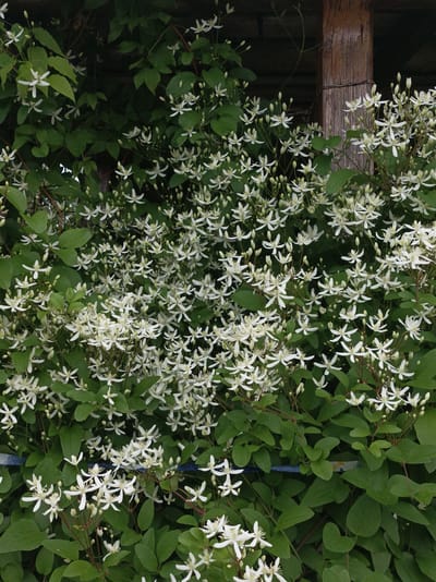 The image is a close-up, vertical shot of a dense vine covered in small, white flowers and green leaves. The flowers have delicate, star-shaped petals and are clustered together, with some buds still visible. The leaves are ovate and a deep green, providing a lush backdrop to the blooms. In the upper right corner, a weathered, wooden post is visible, suggesting the vine is growing on or near a structure. The overall impression is one of abundant natural growth, likely captured during daylight. There is no text visible in the image. The location context provided is Прыбыткаўскі сельскі Савет, Belarus, which situates the scene within a rural area of Belarus.
