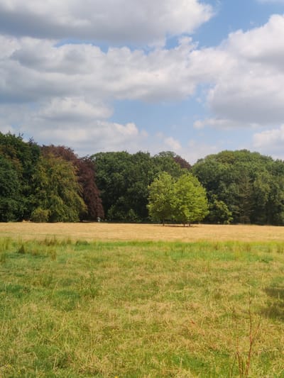 The image depicts a pastoral scene with a large field in the foreground, covered in a mixture of green and dried grass. In the mid-ground, a dense line of trees forms a woodland border, featuring various shades of green and a prominent section of deep red foliage. Two solitary trees stand in the middle of the field, one with bright green leaves and the other a slightly darker green. In the distance, a clear blue sky is dotted with fluffy white clouds. The scene is likely a park or open countryside area, possibly within the vicinity of Isselburg, Germany, given the characteristic European landscape. There are no people or animals visible in the image.