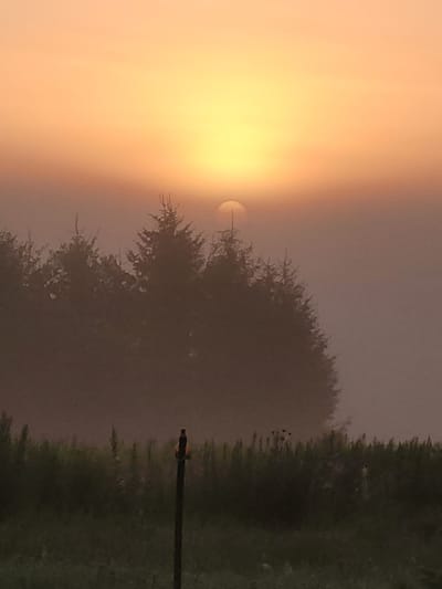 A hazy sunrise casts a soft glow over a silhouetted treeline in Навапольскі сельскі Савет, Belarus. The sun, a pale orb, is partially obscured by the fog, appearing as a bright, diffused circle in the upper center of the frame. The treeline consists of numerous evergreen trees, their dark shapes creating a dense barrier against the bright sky. In the foreground, a field of tall, dark green grass stretches across the bottom of the image. A single, dark fence post stands in the middle ground, with a small, indistinct object perched atop it. The overall atmosphere is serene and tranquil, with the soft light and muted colors creating a sense of peacefulness.
