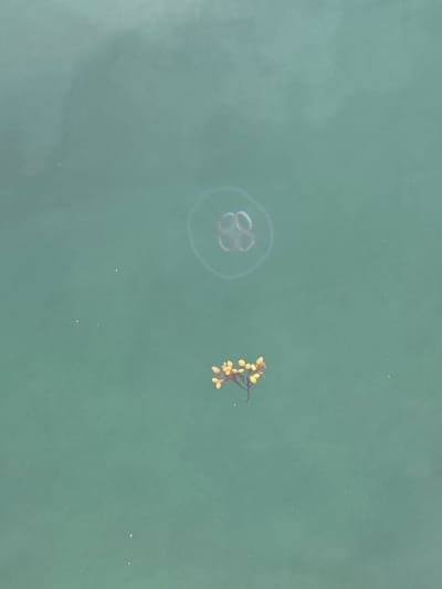 A transparent jellyfish with an octagonal bell floats in clear, turquoise water. Below the jellyfish, a small cluster of yellow, berry-like organisms are attached to a dark brown, branching structure, likely seaweed. The water is calm with minimal surface disturbance. The scene is devoid of human presence. The location is the waters surrounding the island of Lovund, Norway.
