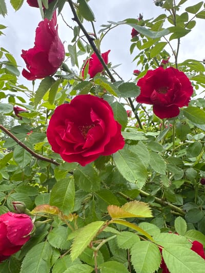 This is a medium-shot photograph of a cluster of red roses on a cloudy day. The roses are in various stages of bloom, with some fully open and others still in bud. The petals are a deep red, and the leaves are a lush green, with some showing signs of yellowing. The background is a soft, grey sky, suggesting an overcast day. The image is likely taken outdoors, possibly in a garden or park, within the city of Proletarsky, Russia. There are no people or animals visible in the image.