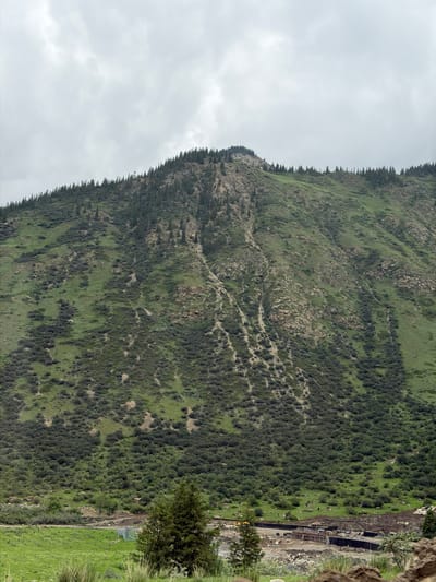 This is a landscape photograph of a steep, verdant mountainside in Barskoon, Kyrgyzstan. The mountain is covered in a dense growth of dark green shrubs and lighter green grasses, with patches of exposed rock. A narrow, winding path is visible snaking its way up the slope. The sky is overcast and a pale gray, suggesting cloudy or possibly rainy weather.
In the upper right portion of the image, an area of human construction is visible. This appears to be some sort of infrastructure development, possibly a road or construction site, with wooden structures, earthworks, and piles of debris. A single green tree stands to the right of this construction, and beyond it, a bright green grassy field is visible.
The overall impression is one of a rugged natural environment being impacted by human activity. The time of day is not clearly discernible due to the overcast conditions, but the lighting suggests it is daytime. There is no visible text in the image.