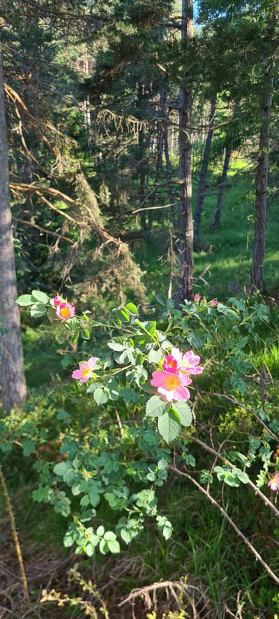 The image shows a close-up of a wild rose bush with bright pink flowers in bloom, set against a backdrop of a pine forest. The rose bush is in the foreground, with several open flowers and some unopened buds. The leaves are a vibrant green. The forest behind the bush consists of tall pine trees with visible branches and needles. Sunlight filters through the trees, creating dappled light on the forest floor, which is covered in grass and pine needles. A portion of a thick tree trunk is visible on the left side of the frame. The scene appears to be a natural outdoor environment, likely in the outskirts of Deutschnofen - Nova Ponente, Italy, given the presence of coniferous forests typical of alpine regions. There are no people or animals visible in the image, nor any man-made objects other than what might be a rough, natural trail in the lower right. The overall impression is one of serene natural beauty.
