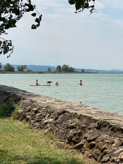 The image depicts a sunny day at a body of water, likely a lake, in Laténa, Switzerland. In the foreground, a stone embankment lines the grassy shore. In the middle ground, a pale blue lake stretches out, with several people and a dog present. A woman is paddleboarding with a dog on the board. Nearby, a child in an orange flotation device is in the water. Further out, another woman is standing in the water, holding onto a rope. In the background, trees and hills are visible, with a hazy sky overhead.