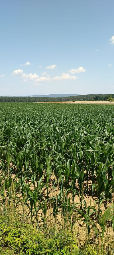 This image depicts a vast cornfield under a clear blue sky with scattered white clouds, located in the vicinity of Vilseck, Germany. The foreground is dominated by rows of tall, green corn stalks, their leaves unfurling towards the sun. The dry, sandy soil is visible between the plants, with some weeds and grass growing along the edge of the field. In the mid-ground, the cornfield extends towards a distant tree line composed of various green trees, suggesting a forested area. Beyond the trees, a subtle line of hills or mountains forms the horizon. The overall scene conveys a sense of rural agriculture and a bright, sunny day. There are no people or animals visible in the image.