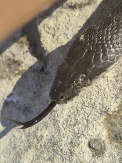 The image is a close-up, eye-level shot of a snake's head and forked tongue, which is flicking out. The snake is dark brown and appears to be resting on a textured, sandy surface. The scales on its head and body are clearly visible, and its eye has a yellow iris with a dark pupil. The background is out of focus, but it appears to be a natural environment with patches of light and shadow. There is a blurry, light-colored object in the upper left corner, possibly a hand. The scene is illuminated by natural sunlight. No specific location within Saiyn, Kazakhstan, can be identified from the image itself.