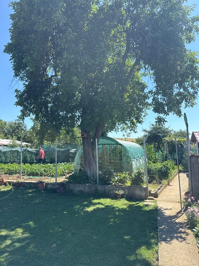 The image shows a sunny outdoor scene in Konop, Bulgaria, likely a residential backyard. In the foreground, a well-maintained green lawn is partially shaded by a large tree. A concrete pathway leads from the right side of the frame towards a fenced garden area.
The garden itself is lush and green, with rows of various crops visible, including what appear to be vegetables. A greenhouse, a semicircular structure covered in green netting, is situated within the garden. A person wearing a red shirt is seen tending to the plants in the garden. Several terracotta pots are placed around the garden perimeter.
In the background, more greenery and trees are visible, suggesting a rural or suburban setting. The sky is clear blue. The overall impression is one of a productive and peaceful garden.