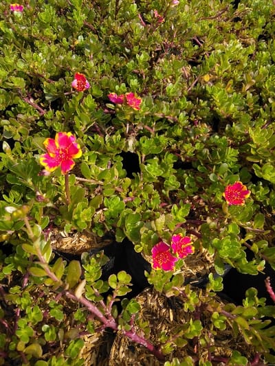 The image displays a close-up, high-angle view of multiple flowering plants in Dulce Nombre de Jesús, Costa Rica. The scene features a dense aggregation of plants with small, green, succulent-like leaves and reddish-purple stems. Numerous bi-colored flowers, primarily magenta or hot pink with distinct yellow margins and yellow centers, are visible across the foliage. These flowers are characteristic of Portulaca species. Partially obscured black plastic nursery pots are present beneath the dense plant growth, containing a light-brown, fibrous substrate resembling wood chips or rice hulls. The environment is well-lit by natural sunlight, indicating an outdoor setting. No individuals or animals are present.
