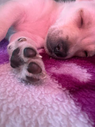A close-up shot shows a very young puppy sleeping on a soft, textured blanket in shades of pink and purple. The puppy's face is turned to the right, with its eyes closed and its nose resting on the blanket. Its fur is light pink, and there are dark patches of fur around its eyes and snout. To the left of the puppy's face, its paw is visible, with dark toe beans and light fur. The blanket has a plush, fuzzy texture and a striped pattern of pink and deep purple. The lighting is soft and warm, suggesting an indoor setting, possibly a home in Vasilevo, Bulgaria. The image evokes a sense of peace and tranquility, highlighting the puppy's innocent slumber. There is no visible text in the image.
