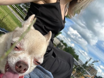 A close-up, fisheye perspective shot shows a small, light-colored dog with its eyes partially closed and tongue sticking out, resting against the chest of a person wearing a black dress. The person's arm is visible on the left, and their blonde hair is slightly out of focus at the top right. The background is a blurred landscape of green grass, a pathway, trees, and buildings under a cloudy blue sky, suggestive of an outdoor urban setting like the area near the Riihimäki railway station in Finland, possibly during warmer weather.