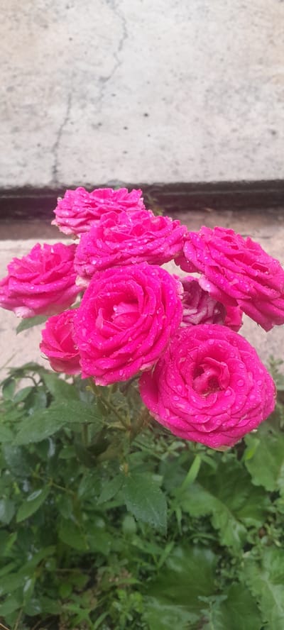 A cluster of vibrant pink roses, each adorned with water droplets, is the primary subject of this image. The roses are in various stages of bloom, with some fully open and others still partially closed. They are set against a backdrop of lush green foliage, suggesting an outdoor environment, possibly a garden or park. The background also features a textured, light-colored surface, which could be a wall or pavement. The overall impression is one of natural beauty, with the water droplets adding a fresh, dewy quality to the scene. The location in the city of Almaluu, Kyrgyzstan, is not visually discernible from the image itself; this information is provided as external context.