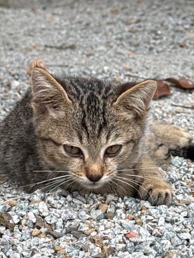 A brown tabby kitten is lying on a bed of grey and white gravel. The kitten is facing the camera with its head slightly lowered, its eyes are open and looking forward. Its ears are perked up, and its whiskers are prominent. The kitten's fur is a mix of brown and black stripes. The background consists of more gravel and a few dry leaves. The image appears to be taken outdoors, possibly in a park or a residential area. The location is specified as Khlong Khian, Thailand, suggesting a potentially humid and warm climate.