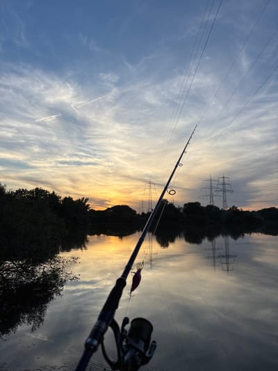 The image depicts a sunset scene over the Rhine river in Ludwigshafen am Rhein, Germany. A fishing rod, with a pink lure attached, is prominently featured in the foreground, angled towards the water. The sky is filled with wispy clouds, illuminated by the warm hues of the setting sun. In the background, silhouetted trees line the riverbank, and several large electricity pylons are visible. The calm surface of the river reflects the sky, trees, and pylons, creating a symmetrical and serene ambiance. No people are visible in the image. The scene suggests a quiet evening of fishing by the river.