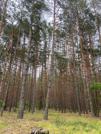 The media file depicts a dense pine forest. The trees are tall and slender with rough, brown bark, closely spaced in parallel rows. The view is angled upwards, showing the canopy of pine needles against a bright, overcast sky, suggesting a cloudy day. The forest floor is covered in dry pine needles and sparse green grass, with some patches of sunlight filtering through. The overall impression is one of a natural, somewhat wild forest. There are no people or specific objects visible, nor any text. The scene evokes a sense of tranquility and the quiet atmosphere of a wooded area. The location context provided is Абідавіцкі сельскі Савет, Belarus, which aligns with the type of forest depicted.