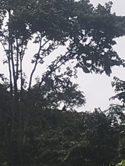 The image depicts a canopy of dense trees against an overcast sky. The foliage is a dark, rich green, with dappled light creating a textured appearance. The branches of the trees are silhouetted against the brighter sky, with many smaller leaves or clusters of leaves visible. The lower portion of the image shows a darker, more solid mass of trees, suggesting a dense forest or park area. The image appears to be taken in an outdoor natural setting, likely a park or wooded area. While the exact location in Layeun, Indonesia is not explicitly shown, the natural elements suggest a tropical or subtropical environment common to that region. There are no people, animals, or man-made structures clearly visible. The overall impression is one of lush, untamed nature.