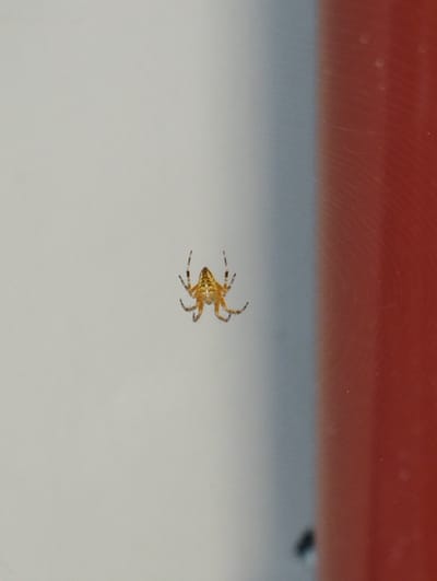 A small, orange spider is suspended in mid-air against a pale gray background. The spider, likely a juvenile, has its legs spread out, giving it a star-like appearance. Its body is segmented, with a distinct cephalothorax and abdomen. A portion of a red, textured object is visible on the right side of the image, blurred and out of focus. The environment appears to be indoors or sheltered, possibly on a windowpane or a smooth, flat surface, given the reflections and the way the spider is suspended. There is no indication of the city of Hospozín, Czechia, in the image.