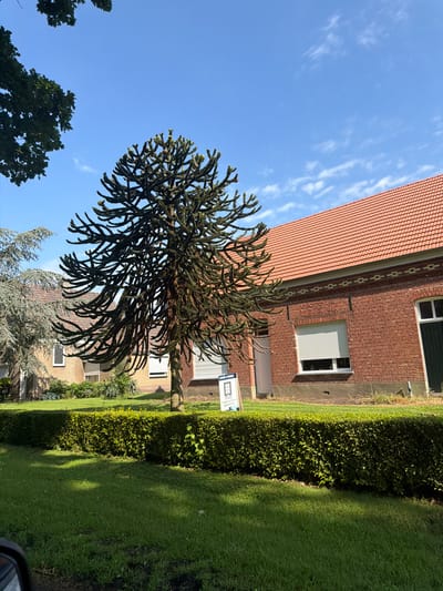 This image captures a residential property located in the city of Baarle-Nassau, Netherlands. The scene features a distinct Monkey Puzzle tree (Araucaria araucana) as the focal point in the foreground, with its unique, spiky branches spread wide. Behind the tree, a neatly trimmed, dense green hedge separates the lawn from the buildings.
The main building is a brick house with a red-tiled roof. It has several windows, some with white roller shutters. A white door is visible on the left side of the house. Adjacent to the house, to the left, is another building, possibly also part of the property, with lighter brickwork and similar architectural features.
The ground is covered with a well-maintained green lawn, with dappled sunlight creating patterns of light and shadow. In the background, a clear blue sky with scattered white clouds is visible. A small white sign, likely an advertisement or for sale sign, is partially visible in front of the hedge and the Monkey Puzzle tree. The overall impression is a well-kept suburban or semi-rural environment.