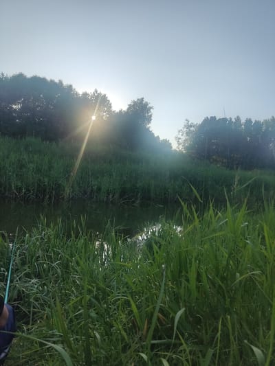 In the vicinity of Дзівінскі сельскі Савет, Belarus, a serene natural scene unfolds. The image depicts a tranquil body of water bordered by lush green reeds and tall grass. In the background, a dense line of trees forms a natural boundary, partially obscured by the soft glow of sunlight piercing through the foliage. The sun, positioned high in the sky, casts a warm, diffused light, creating a gentle lens flare that adds a touch of ethereal beauty to the scene. The water's surface reflects the surrounding greenery and the sky, enhancing the overall sense of peace and tranquility. A fishing rod, partially visible in the foreground, suggests a solitary activity of angling. The presence of a person's arm and shoulder in dark clothing, holding the fishing rod, confirms human involvement in this peaceful natural setting. The environment appears untouched and pristine, emphasizing the raw beauty of nature.
