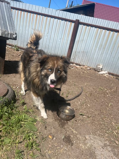 In Zudilovo, Russia, a shaggy, medium-sized dog with striking blue eyes and a black nose is standing on dirt ground. Its tongue is sticking out slightly. The dog has a brown and black coat with white markings on its legs and face. It is wearing a chain leash attached to a black collar. A metal water bowl sits on the ground in front of the dog. The background features a corrugated metal fence with some rust streaks, and a portion of a building with a red, wavy roof. The ground is a mix of dirt, dry grass, and scattered debris. A portion of a tire is visible to the left of the dog. The scene appears to be in an outdoor, possibly rural, setting.