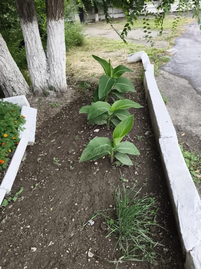 A shallow planter box containing several small, leafy green plants is located in the foreground of the image. The planter box is bordered by a concrete curb painted white. Behind the planter box, three tree trunks painted white are visible. The ground is covered in dark soil with scattered small rocks and debris. To the right of the planter, a grey paved surface is visible, likely a sidewalk or road. In the background, there is a grassy area with some sparse vegetation and a white fence. Overhanging branches with green leaves are visible in the upper portion of the image. The scene appears to be an outdoor urban or suburban environment.