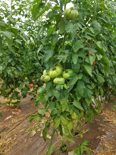 The image depicts a greenhouse farm in Băleni-Români, Romania, showcasing rows of tomato plants laden with unripe, green tomatoes. The plants are supported by a blue string, indicating a system for guiding their growth. The ground beneath the plants is covered with brown plastic sheeting, and there are fallen leaves and debris scattered on the ground. The lighting suggests a daytime scene, possibly under artificial greenhouse lighting or natural sunlight filtering through the greenhouse structure. The overall impression is one of agricultural cultivation and crop production.