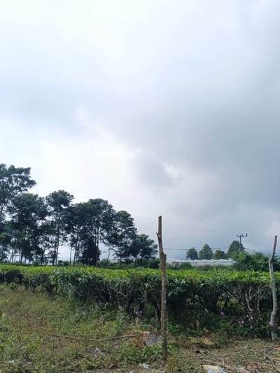 The image displays an overcast agricultural landscape in Koipa, Papua New Guinea. A grey, cloudy sky occupies the upper two-thirds of the frame. In the midground, a densely cultivated tea plantation, characterized by uniform rows of dark green bushes, extends horizontally across the scene. Behind the plantation, a line of tall, dark green coniferous trees stands prominently. In the distant background, to the right, white structures resembling greenhouses are partially visible, alongside a utility pole supporting horizontal power lines. The immediate foreground features uncultivated ground with sparse, dry vegetation and scattered small pinkish-purple wildflowers. Two rough, vertically positioned wooden posts, consistent with fence remnants, are present in the foreground: one centrally placed and taller, the other shorter and located on the far right. No individuals are depicted.