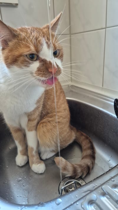 A ginger and white cat is sitting in a stainless steel sink with a stream of water flowing down onto its face. The cat is licking the water with its pink tongue. The sink is wet, with droplets of water visible on the surface. The background consists of white tiled walls and a metal faucet. The image appears to have been taken indoors, likely in a kitchen or bathroom. There is no visible indication that this scene is located in the city of Miltenberg, Germany.