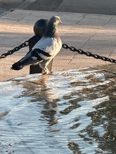 A pigeon is perched on a metal chain in front of a wall of cascading water. The pigeon is predominantly gray and white with black markings on its wings. Its head is turned upwards, and its beak is slightly open. The chain is thick and black, with large links. Behind the pigeon, a textured wall made of light-colored stone or concrete is visible, illuminated by bright sunlight. To the right of the pigeon, a sheet of water is falling, creating a rippling and reflective surface. The water catches the sunlight, producing streaks of light and shadow. The overall scene suggests an outdoor setting, possibly a fountain or a water feature in a public space. The sunlight indicates it is daytime, and the clear illumination suggests fair weather. The pigeon's posture and focus on the water might imply it is drinking or observing it.