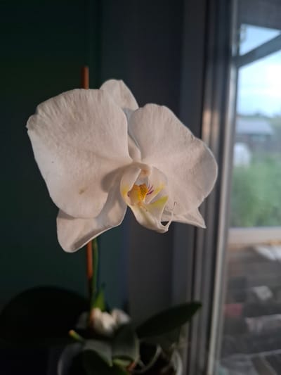 A close-up, side-profile photograph captures a white orchid bloom. The orchid is the sole focal point, presented against a dark, out-of-focus background on the left and a blurred window view on the right. The flower exhibits delicate, layered petals, with a hint of yellow and purple at its center. A thin, brown support stake is visible behind the bloom. The scene appears to be indoors, possibly a home or office setting, with natural light entering from the window, illuminating the orchid. The urban environment visible through the window suggests a location within a city. The specific city of Sosnovka, Russia, is not discernible from the visual information provided in the image.