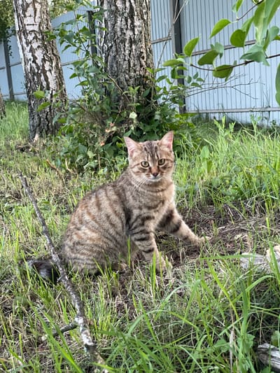 A tabby cat with brown and black stripes is sitting on the ground in a grassy area. The cat is facing the camera with its front paws extended slightly. Behind the cat are two birch trees, and in the background, a light-colored metal fence is visible. The ground is covered with dry grass and fallen branches. The scene appears to be outdoors, possibly in a yard or park. The location is identified as Verkhneye Kazachye, Russia.