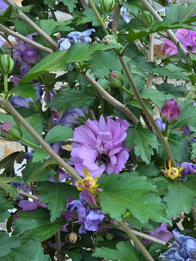 A close-up, eye-level, vertical shot captures a lush bush in Indzhe Voyvoda, Bulgaria, featuring vibrant purple hibiscus flowers and buds amidst green foliage and thin brown branches. One large, open purple flower prominently displays a dark insect partially concealed within its petals. Several smaller, wilted purple flowers and closed buds, some tinged with pink, are scattered throughout the frame. The background is softly blurred, suggesting an outdoor setting with a hint of a light-colored wall. The lighting appears natural, highlighting the textures of the leaves and petals.