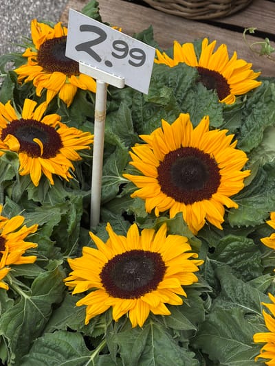 In Witten, Germany, a close-up, high-angle shot captures a display of potted sunflowers. The sunflowers, with their bright yellow petals and dark centers, are lush and vibrant. They are arranged closely together, with abundant green foliage surrounding them. A white price tag, angled and supported by a thin gray pole, is visible among the flowers. The price tag displays "2.99" in large, dark gray numerals, indicating the cost of the sunflowers. The background consists of a woven basket and wooden planks, suggesting an outdoor market or garden center setting. The lighting is natural and bright, highlighting the textures and colors of the flowers and leaves.