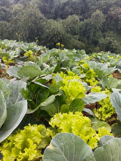 This image depicts an outdoor agricultural scene within a cultivated field in Makilala, Philippines. The foreground and midground are densely populated with various leafy green crops planted in dark brown soil. Predominant crops include broad-leafed plants, consistent with young cabbage or similar brassicas, characterized by their round to oval, veined leaves. Interspersed among these are numerous plants with bright, light green, ruffled leaves, identifiable as a variety of lettuce. Several slender stalks with small clusters of yellow flowers extend above the general height of the leafy crops, indicative of bolting plants. The background features a dense, verdant mass of foliage, appearing as a natural treeline or forest, composed of numerous closely packed trees or large bamboo plants, ascending into a slightly hazy upper portion. No individuals, animals, or man-made structures are visible within the frame. The lighting suggests an overcast or subdued daylight condition.