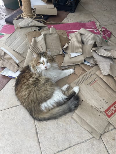 A long-haired, fluffy cat with brown, white, and black fur is lying down on a pile of ripped and crumpled cardboard boxes. The cat has green eyes and is looking at the camera. The scene appears to be outdoors on a tiled patio. The cat is the main subject of the image, and the cardboard boxes create a textured and somewhat messy environment. Some of the cardboard pieces have printed text and graphics, suggesting they are from packaging. The background shows more of the tiled patio and a scratching post in the upper left corner. The overall impression is of a domestic setting, possibly a yard or balcony, where the cat is relaxing amidst discarded materials. The location is stated as Fasivochka, Ukraine.
