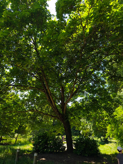 The image depicts a large deciduous tree with dense green foliage in a park setting, likely in Saint-Pierre-de-Bœuf, France. The tree trunk is partially visible, dividing into multiple branches that extend upwards and outwards, creating a canopy. Sunlight filters through the leaves, casting dappled light on the ground beneath. In the background, there are other trees and green vegetation, suggesting a natural environment. Two people can be seen further away, between the bushes. In the bottom right corner, a child with a hat and striped shirt is partly visible. In the bottom left corner are two pillars. The ground around the tree is covered with dark soil or mulch, and there are bushes growing around the tree's base. The overall atmosphere is one of tranquility and shade in a natural park setting.