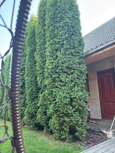 A row of tall, green evergreen trees stands in front of a building. The building has a grey roof with corrugated tiles and a light grey wall with a dark red door. A window is visible next to the door. A scooter with pink handlebars and white wheels is parked near the door. Part of a dark metal fence with a spiral design is in the foreground. The ground is covered in green grass and paved with grey interlocking stones and some dark mulch. The sky is visible above the trees. The scene appears to be a residential backyard in Rozhyshche, Ukraine.