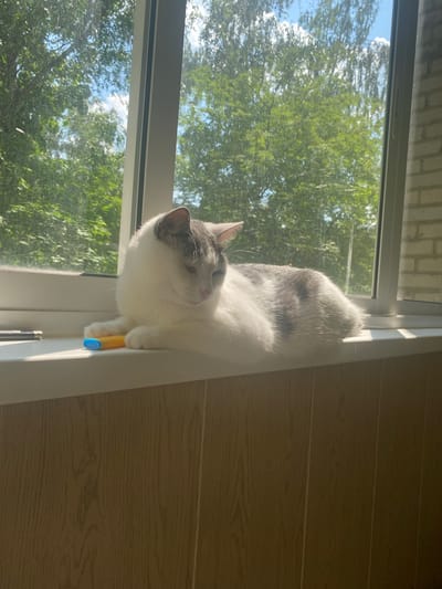 A white and grey cat is perched on a windowsill, bathed in sunlight. The cat is positioned towards the right side of the frame, facing left with its head tilted up and eyes partially closed, suggesting a relaxed or sleepy demeanor. Its front paws are resting on the windowsill, and one paw is gripping a bright yellow and blue object, possibly a toy or marker. The background visible through the window consists of lush green trees and a bright blue sky with fluffy white clouds, indicating a pleasant, likely warm day. The setting appears to be indoors, near a window, with wooden paneling visible on the right side of the image. The lighting suggests it is daytime, likely late morning or afternoon, given the strong sunlight casting shadows. There are no people visible in the image. No visible text.