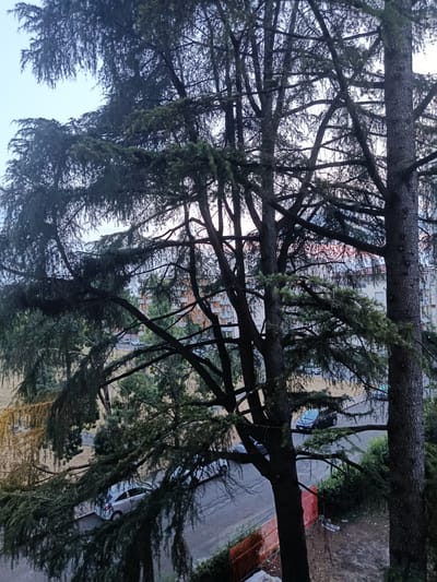 This is a medium-angle, full shot of a tree-lined street in Piacenza, Italy, seen from a balcony or elevated vantage point. The foreground is dominated by the dense branches and dark green foliage of mature coniferous trees, which obscure much of the background. Sunlight filters through the branches, creating a dappled effect.
The street below has asphalt paving and shows two cars, a silver hatchback on the left and a dark colored sedan further down the road. Adjacent to the street is a strip of dry, yellowed grass, and a patch of green bushes. A construction site is visible on the right side of the street, demarcated by an orange safety fence. Behind the trees and street, several buildings are visible. These appear to be multi-story apartment buildings with light-colored facades and windows. The sky above is a pale blue with some hints of pink and orange, suggesting it might be dusk or dawn. The overall impression is a somewhat muted urban landscape filtered by the presence of significant vegetation.