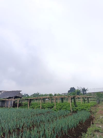 The image displays an agricultural scene located in Clacuc, Timor-Leste, under an overcast sky. In the immediate foreground, multiple parallel rows of vibrant green, slender-leaved plants, consistent with onions or scallions, are cultivated in dark brown soil. Behind this section, a field of broader-leaved green plants, likely leafy greens such as cabbage, grows beneath an overhead trellis system constructed from light-colored bamboo poles. To the left of the trellis system, a rudimentary, open-sided structure with a dark, corrugated or thatched roof is partially visible, appearing to be a shed or shelter. The distant background includes dense green trees and vegetation, with a glimpse of a large white building and white lattice-like structures, possibly communication towers, on the right horizon. No individuals are present in the scene.