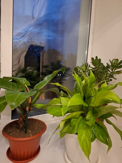 The image depicts an indoor scene featuring three potted plants placed on a white windowsill. The plants are positioned in front of a window that reflects a twilight sky with blue and gray hues, suggesting it is either dawn or dusk. The left plant has large, dark green, glossy leaves. The middle plant, in a white pot, displays bright green, elongated leaves. The plant on the right, partially visible, is a jade plant with small, succulent leaves. The window frame is white, and the wall beside it is also white. The overall environment appears to be a residential interior. No people are present in the image, and no specific city or geographical details of Novlyanka, Russia, are discernible from the visual content of the photograph.