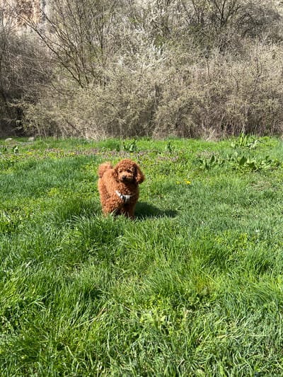 A brown poodle with a white collar is sitting in a field of green grass with purple and yellow wildflowers. The field is bordered by trees with white blossoms. The image was taken in Gortalovo, Bulgaria.