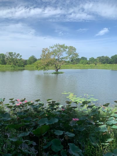 The image depicts a serene natural landscape, likely a lake or reservoir, surrounded by lush greenery and a bright, partly cloudy sky. In the foreground, a dense collection of large green lily pads and a few pink lotus flowers are visible, some in bloom and others as buds. The water is calm and reflects the sky and surrounding vegetation.

Further out in the water, a solitary, mature tree stands on a small island or mound. Its branches are spread wide, with a mix of green and slightly yellowed leaves, suggesting either the time of year or a natural variation. The background features a dense line of trees and vegetation, creating a verdant horizon. The sky is a vibrant blue with scattered white clouds, contributing to the overall peaceful atmosphere of the scene.

The location is identified as Buduruwagala, Sri Lanka, a region known for its natural beauty and historical sites. This image captures a tranquil moment within such an environment. There are no people or animals explicitly visible in the frame. The focus is on the natural elements: the water, the aquatic plants, the tree, and the sky.