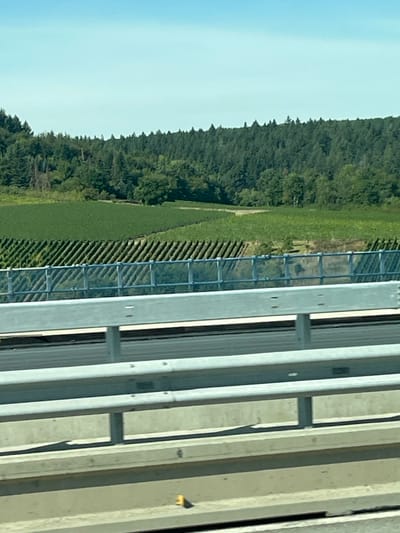 The image displays a rural landscape in Mehring, Germany, under a clear blue sky. In the foreground, a multi-tiered grey metallic guardrail structure is visible, composed of horizontal beams and vertical support posts. Below the guardrail, a light grey concrete barrier or road surface shows shadows cast from the metalwork. A small, yellow, indeterminate object rests on the concrete barrier in the lower right. Directly behind the metallic guardrail, a transparent sound barrier, constructed of clear panels within metal frames, is present. Beyond this barrier, the midground features extensive vineyards, characterized by numerous parallel rows of green grapevines stretching across the terrain. The background consists of a dense, dark green forest covering a hillside, populated by coniferous and deciduous trees, meeting the light blue, cloudless sky at the horizon. No individuals or active subjects are present in the scene.